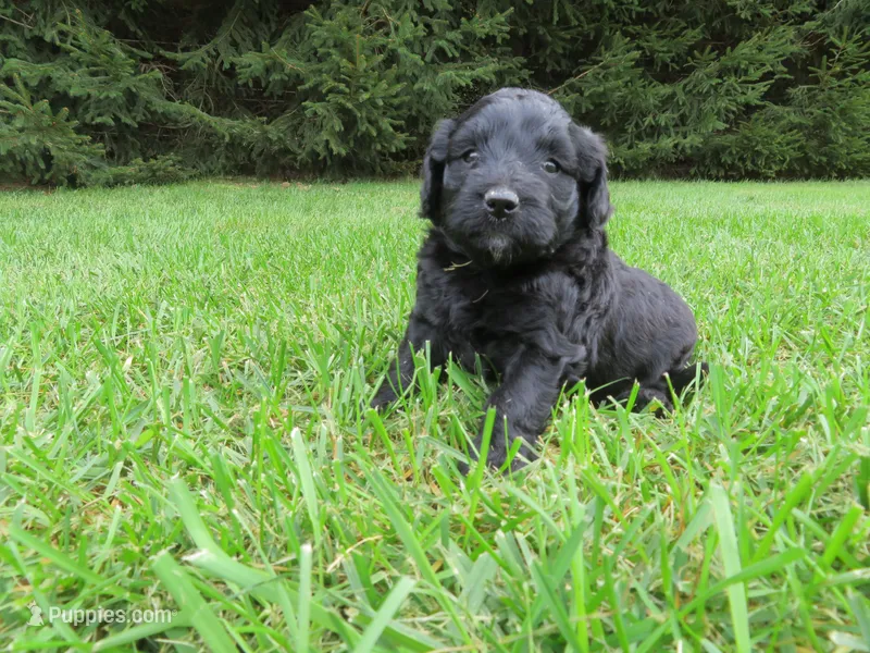 Molly – Portuguese Water Dog, Miniature Goldendoodle puppy for sale in Honey Brook, PA