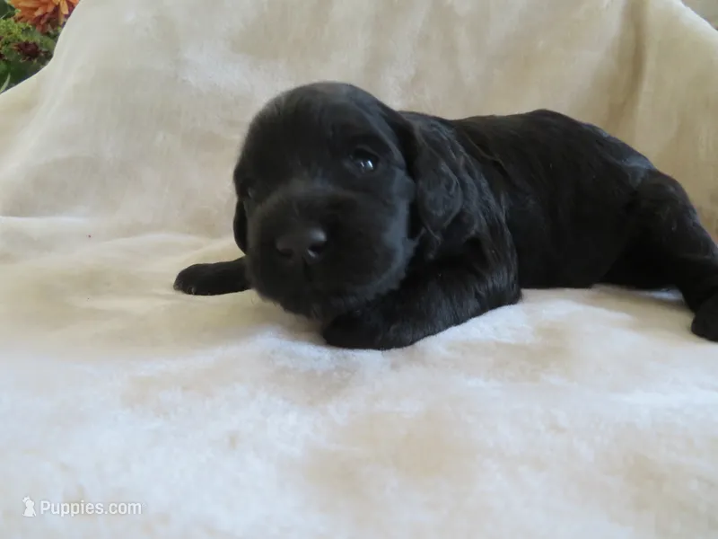 Marley – Portuguese Water Dog, Miniature Goldendoodle puppy for sale in Honey Brook, PA