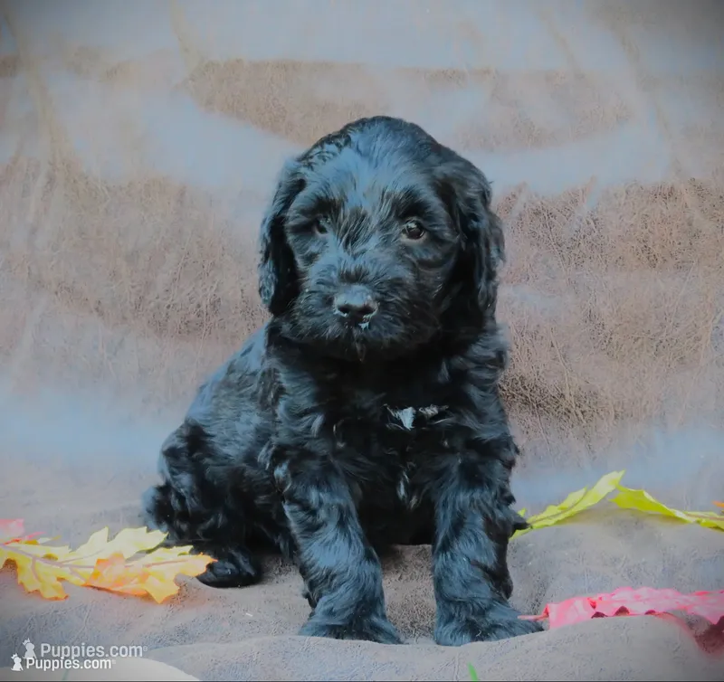 Marley – Portuguese Water Dog, Miniature Goldendoodle puppy for sale in Honey Brook, PA