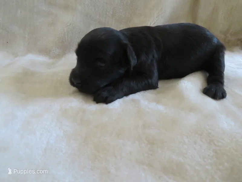 Mason – Portuguese Water Dog, Miniature Goldendoodle puppy for sale in Honey Brook, PA
