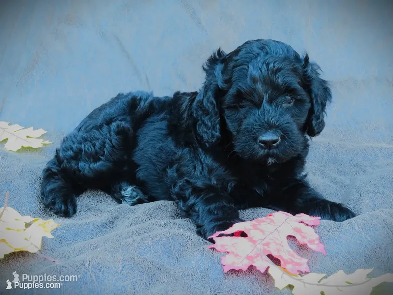 Maverick – Portuguese Water Dog, Miniature Goldendoodle puppy for sale in Honey Brook, PA
