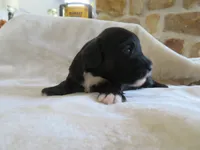 Mia, a female Portuguese Water Dog and Miniature Goldendoodle for sale in Honey Brook, PA – 2 of 2