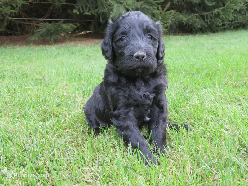 Marley – Portuguese Water Dog, Miniature Goldendoodle puppy for sale in Honey Brook, PA