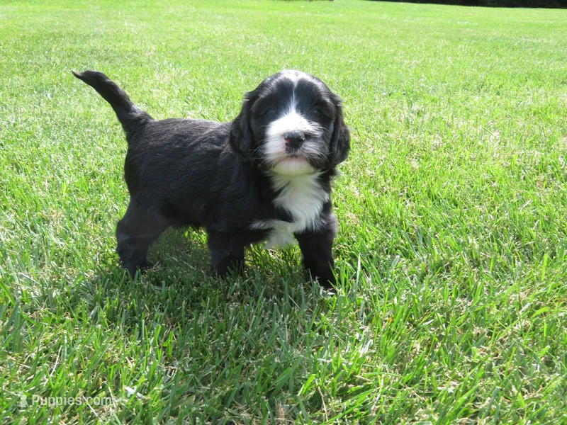 Max – Portuguese Water Dog, Miniature Goldendoodle puppy for sale in Honey Brook, PA
