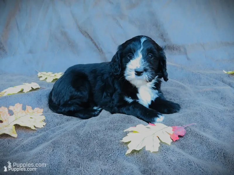 Max – Portuguese Water Dog, Miniature Goldendoodle puppy for sale in Honey Brook, PA