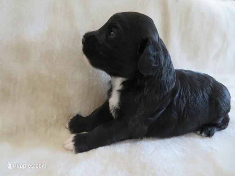 Mia – Portuguese Water Dog, Miniature Goldendoodle puppy for sale in Honey Brook, PA