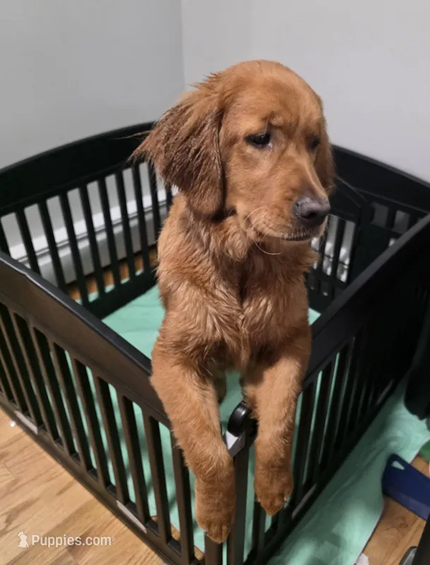 Skyler – Golden Retriever puppy for sale in Enfield, CT