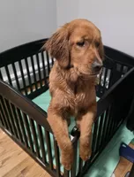 Skyler, a female Golden Retriever for sale in Enfield, CT – 1 of 5