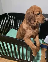 Skyler, a female Golden Retriever for sale in Enfield, CT – 3 of 5