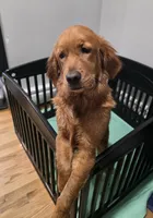 Skyler, a female Golden Retriever for sale in Enfield, CT – 5 of 5