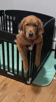 Skyler, a female Golden Retriever for sale in Enfield, CT – 2 of 5