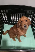Skyler, a female Golden Retriever for sale in Enfield, CT – 4 of 5