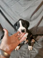Hutson, a male Boxer for sale in Moro, IL – 6 of 10