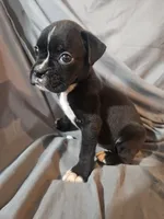 Bailey , a female Boxer for sale in Moro, IL – 4 of 8
