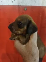 Will, a male Miniature Dachshund for sale in Moro, IL – 4 of 5
