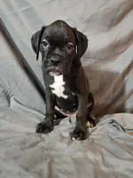 Bailey , a female Boxer for sale in Moro, IL – 8 of 8