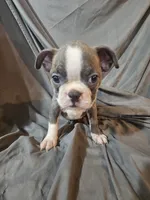Hutson, a male Boston Terrier for sale in Moro, IL – 5 of 6