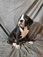 Hutson, a male Boxer for sale in Moro, IL – 4 of 10