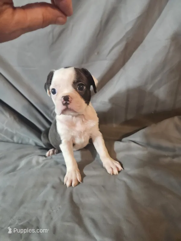 Libby  – Frenchton puppy for sale in Moro, IL