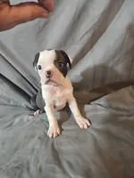 Libby , a female Frenchton for sale in Moro, IL – 1 of 10