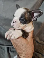 Winston , a male Frenchton for sale in Moro, IL – 4 of 6