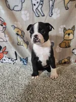 Oliver, a male Boston Terrier for sale in Moro, IL – 4 of 10