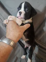 Sully, a male Boxer for sale in Moro, IL – 7 of 7