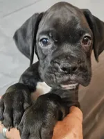Gemma , a female Boxer for sale in Moro, IL – 4 of 8