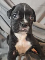 Bailey , a female Boxer for sale in Moro, IL – 8 of 8