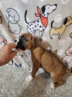 Nobel, a female Boxer for sale in Moro, IL – 6 of 10