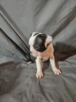 Libby , a female Frenchton for sale in Moro, IL – 6 of 10