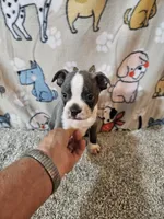 Braxton , a male Boston Terrier for sale in Moro, IL – 6 of 10
