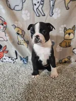 Oliver, a male Boston Terrier for sale in Moro, IL – 10 of 10