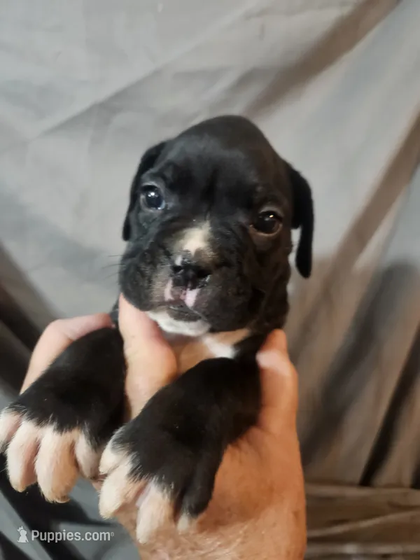 Toby – Boxer puppy for sale in Moro, IL