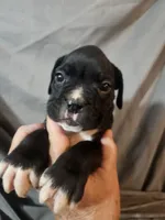 Toby, a male Boxer for sale in Moro, IL – 1 of 8
