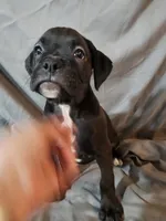 Bailey , a female Boxer for sale in Moro, IL – 7 of 8
