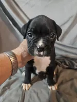 Toby, a male Boxer for sale in Moro, IL – 2 of 8