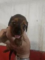 Teddy, a male Miniature Dachshund for sale in Moro, IL – 3 of 5