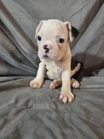 Hutson, a male Frenchton for sale in Moro, IL – 10 of 10