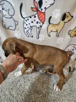 Nobel, a female Boxer for sale in Moro, IL – 7 of 10