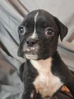 Bailey , a female Boxer for sale in Moro, IL – 5 of 8