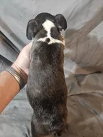 Toby, a male Frenchton for sale in Moro, IL – 7 of 8