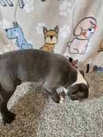 Braxton , a male Boston Terrier for sale in Moro, IL – 9 of 10