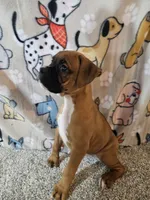 Star, a female Boxer for sale in Moro, IL – 7 of 10