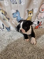 Oliver, a male Boston Terrier for sale in Moro, IL – 3 of 10