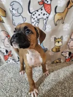 Scout, a male Boxer for sale in Moro, IL – 8 of 10