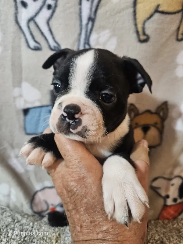 Oliver – Boston Terrier puppy for sale in Moro, IL