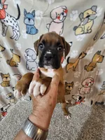 Braxton , a male Boxer for sale in Moro, IL – 4 of 10