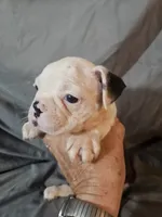 Hutson, a male Frenchton for sale in Moro, IL – 3 of 10