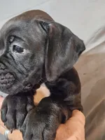 Gemma , a female Boxer for sale in Moro, IL – 5 of 8